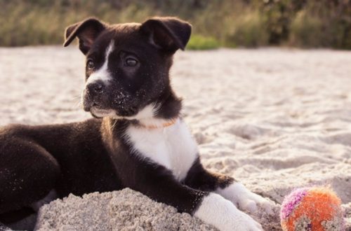 KIT MARE PER CANI thumb
