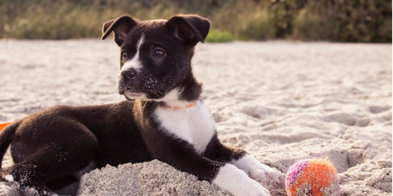 KIT MARE PER CANI cover