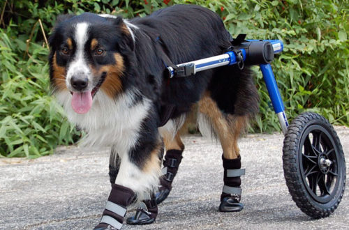 Carrellini ausili per animali disabili thumb