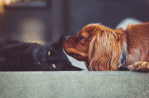 Botti di Capodanno, come proteggere cani e gatti thumb