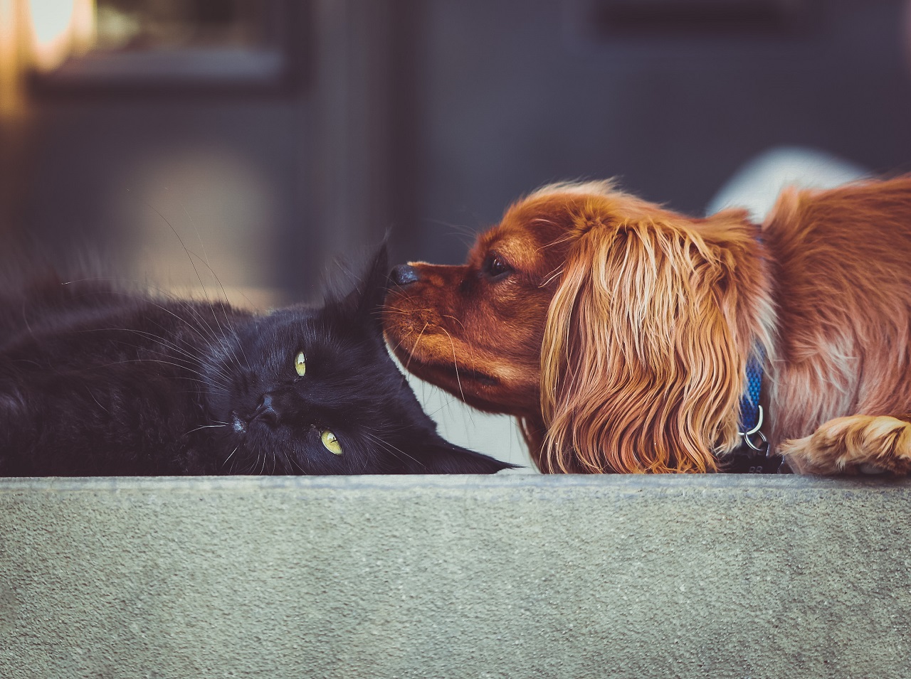 Botti di Capodanno, come proteggere cani e gatti cover