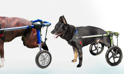 SCOPRI I SUPPORTI PER ANIMALI DISABILI thumb