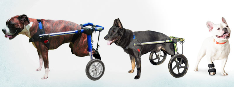 SCOPRI I SUPPORTI PER ANIMALI DISABILI cover