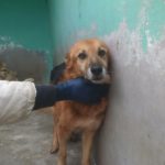 Cane Ringo Blog Robinson