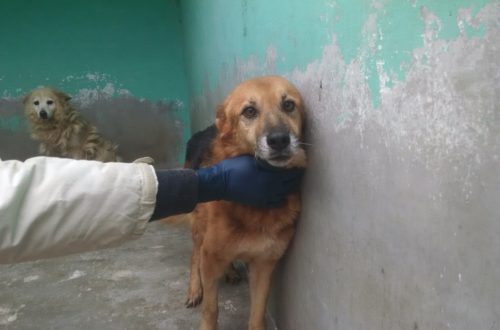 Ringo, un’anima gentile in cerca di casa thumb