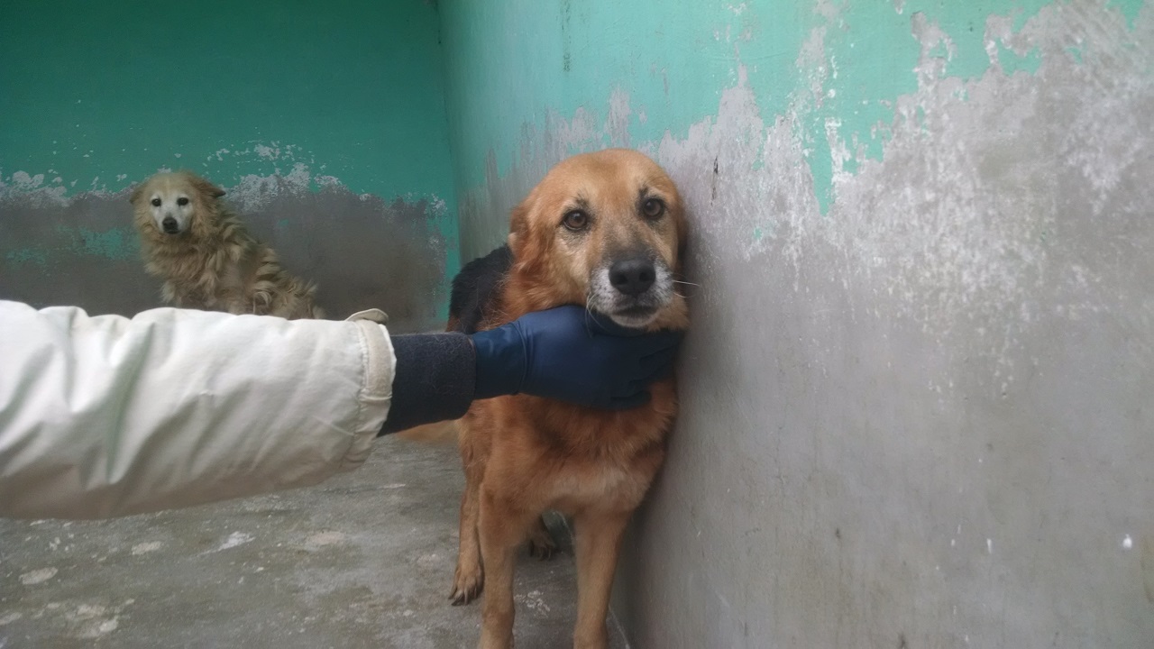 Ringo, un’anima gentile in cerca di casa cover