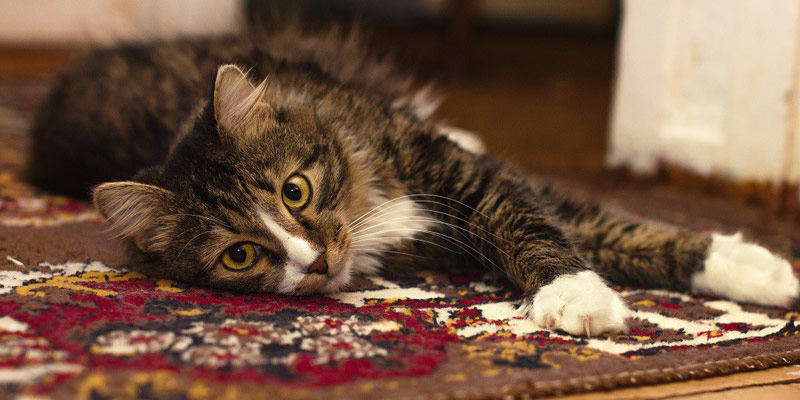 PROTEGGI LE UNGHIETTE DEL GATTO cover