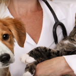 Cane Gatto Vet Blog Robinson