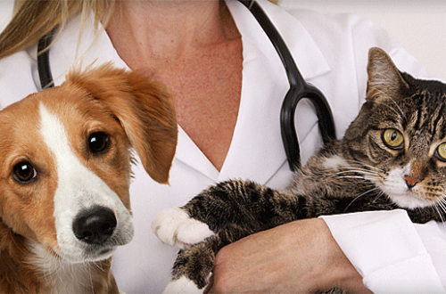 I veterinari credono nel Pet Food thumb