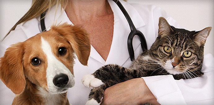I veterinari credono nel Pet Food cover
