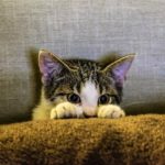 gatto-pauroso