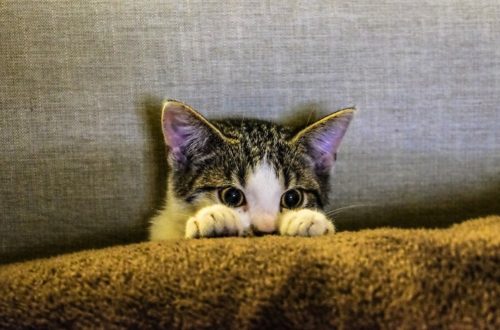 Chi ama gli animali festeggia senza botti thumb
