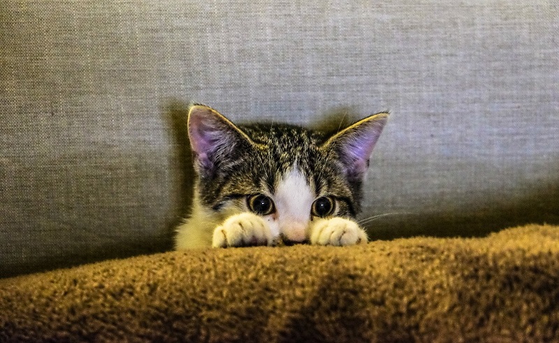 Chi ama gli animali festeggia senza botti cover