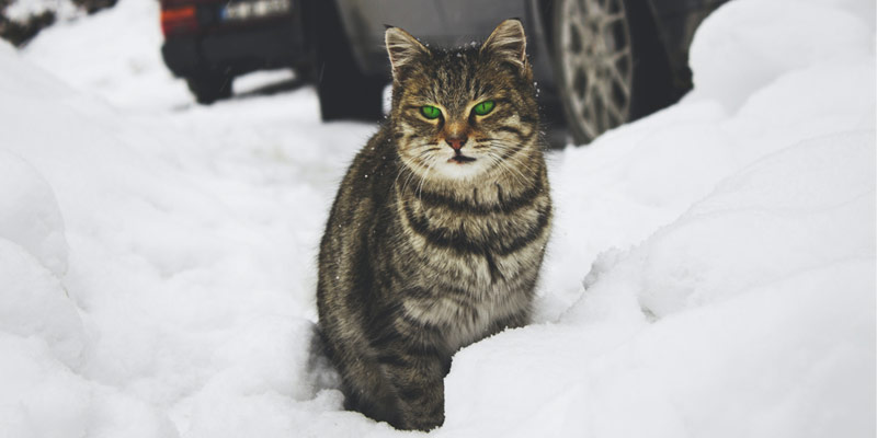 Arriva il freddo, attenzione ai gatti che vivono all’aperto cover