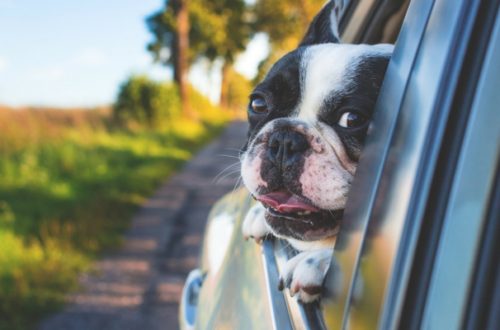 Cani e gatti, le cinture di sicurezza non bastano thumb
