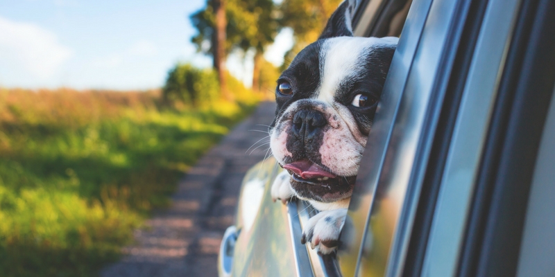 Cani e gatti, le cinture di sicurezza non bastano cover