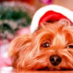 cane-natale