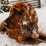 proteggere-zampe-neve-gelo