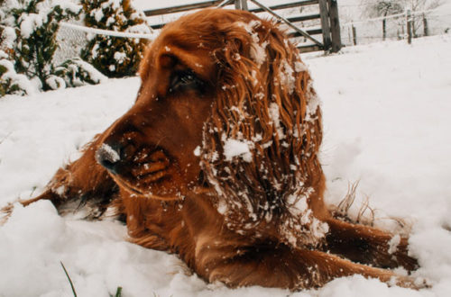 Neve e sale antigelo, attenti alle zampe di Fido! thumb