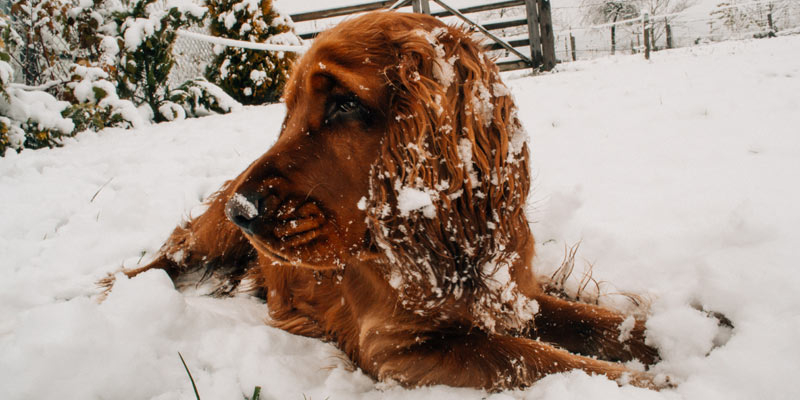 Neve e sale antigelo, attenti alle zampe di Fido! cover