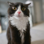 gatto sporca in casa