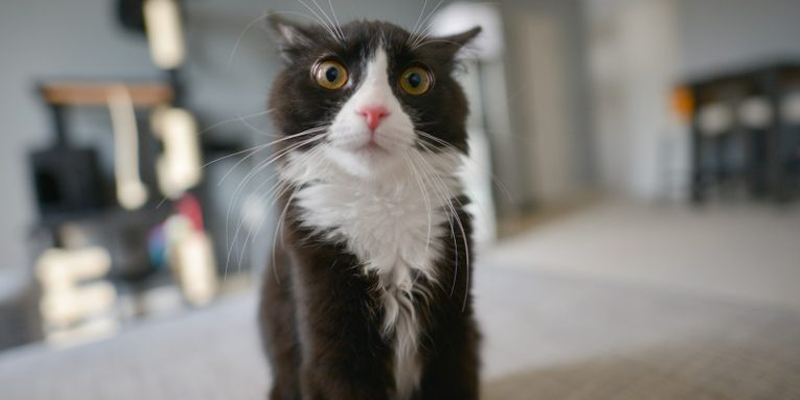 Quando il gatto sporca in casa: dispetto o disturbo? cover
