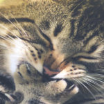 gatto unghie tiragraffi