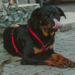 cane-posizione-prona
