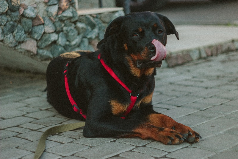Torsione gastrica nel cane cover