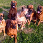 cane corso; la storia di Franco