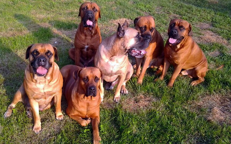 I cani corso che spaventano i ladri cover
