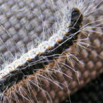bruco-di-processionaria