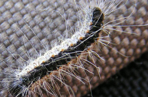 È allarme processionaria thumb