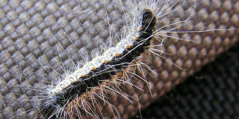 È allarme processionaria cover