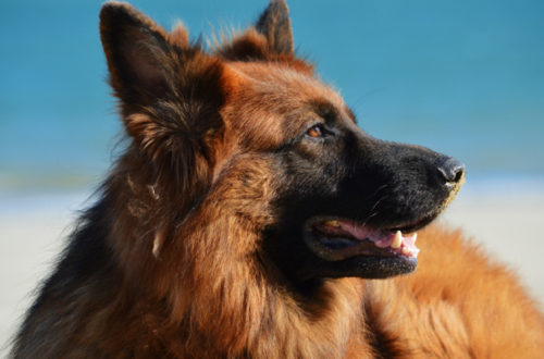 Dermatiti e pruriti del cane: attenzione allo shampoo thumb