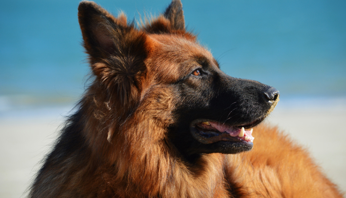 Dermatiti e pruriti del cane: attenzione allo shampoo cover