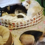 cagnolina-marisa-nella-nuova-casa