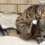 gatto-che-si-gratta