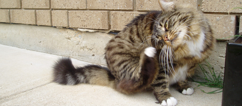 Allarme Pulci Gatto: Come Contrastarle? cover