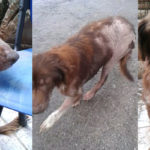 cane- bella-abbandonata