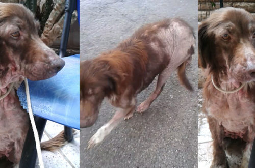 Bella, storia di ordinaria disperazione thumb