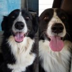 Bobo Storia Cane