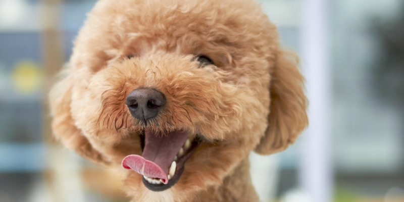 Il pelo protegge il cane anche dal caldo cover