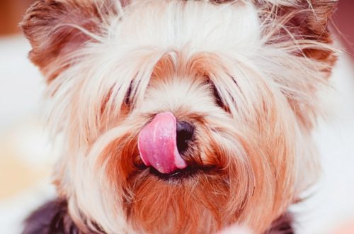 Estate, come cambia la dieta di Micio e Fido thumb