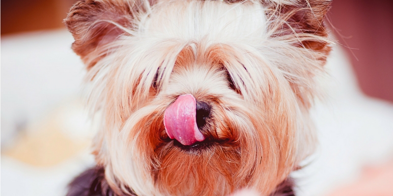 Estate, come cambia la dieta di Micio e Fido cover