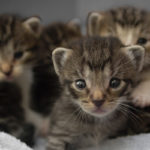 cuccioli-di-gatto