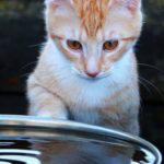 gatto-che-beve