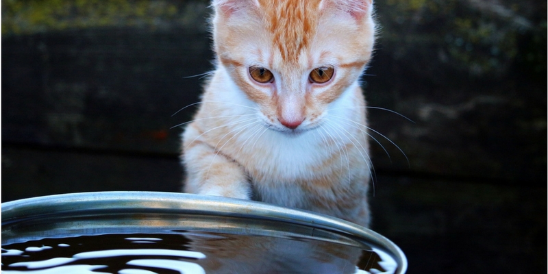 Disidratazione, come difendere Fido e Micio cover