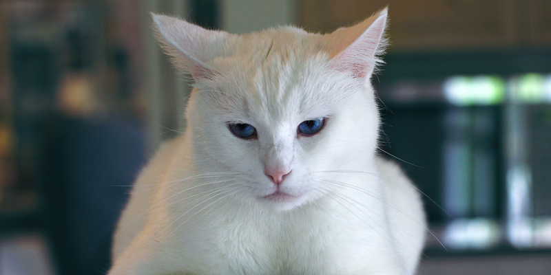 Sole, a rischio anche cane e gatto cover