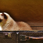 portare il gatto in vacanza